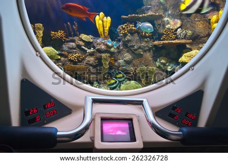 Fishes in submarine window - underwater marine life