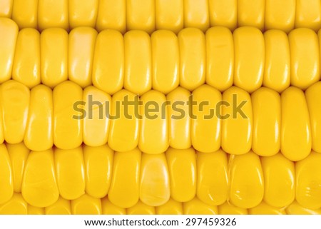 Ear of corn - food background