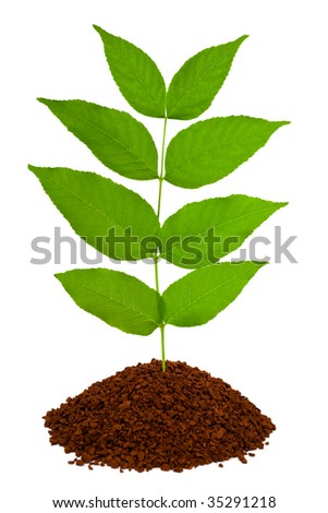 Plant in land isolated on white background