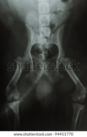 Dog X-ray - abstract medical background