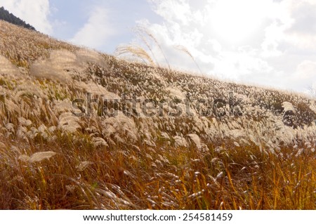pampas grass field