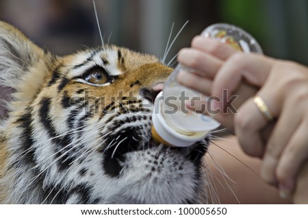 feeding milk a tiger in a zoo