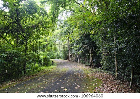 Romantic Forest Path