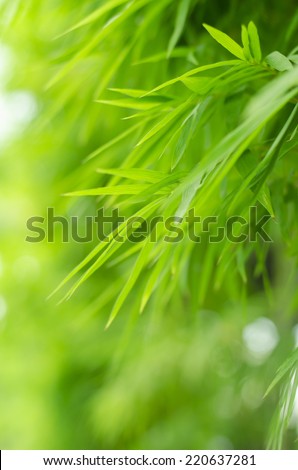 bamboo forest with ray of lights and water reflections
