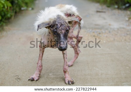 Scabies dog white fur feeling pain outdoor