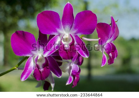 Butterfly purple orchid flower,peach Butterfly orchid flower blooming in the garden