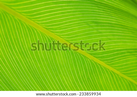 Close up of a banana tree leaf, lit from behind to show detail.