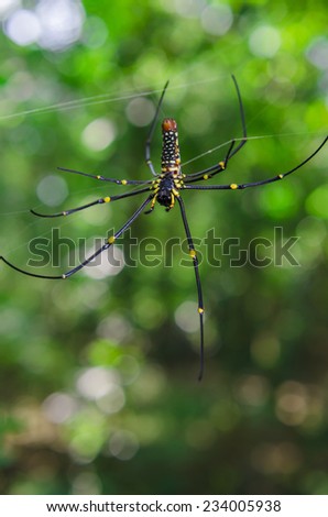 Golden Silk Orb Weaver Spider weaving its net