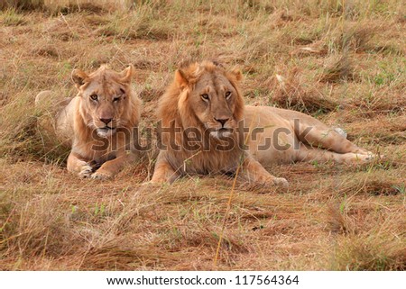 Young male lion and lioness in Masai Mara National Park - Kenya