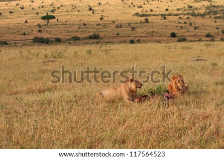 Lion and lioness feeding on the plains of Masai Mara - Kenya