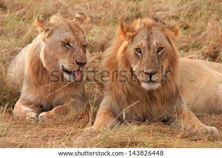 Lion and lioness in Masai Mara National Park - Kenya