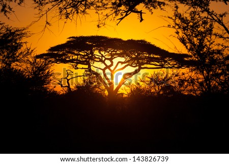 Sunset in Serengeti Safari, Tanzania, Africa