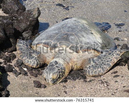 Sea turtle on land