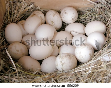 Farm fresh eggs, still in a the hen house