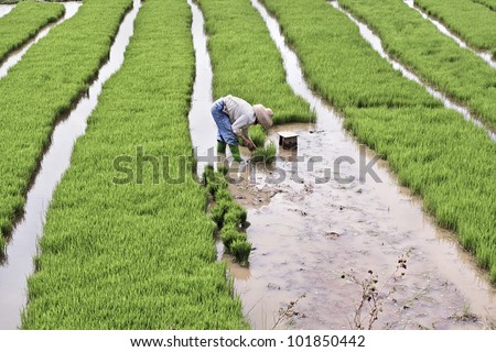 HAINAN-CHINA-JAN. 16, 2008. Worker in a flooded rice field on January 18, 2008 in Hainan. China is the world\'s largest producer of rice. China accounts for 26% of the entire world rice production.