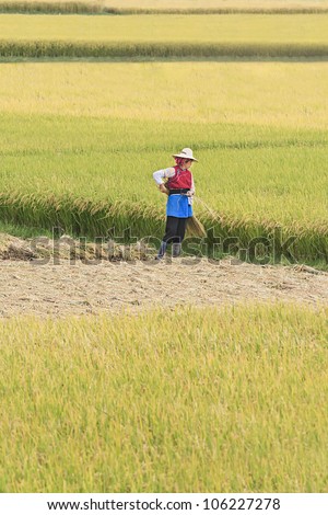 DALI-CHINA-SEPT. 22, 2006. Traditional dressed woman in a rice field on Sept. 22, 2006 in Dali. China is the largest producer of rice of the world. China accounts for 26% of the world rice production.