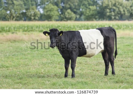 Rare belted Galloway calf in a green meadow