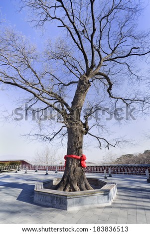 Styphnolobium japonicum synonym Sophora japonica, Japanese Pagoda tree at a Chinese Buddhist Temple