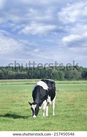 Grazing Holstein-Frisian cow in a green Dutch meadow, blue sky and clouds.