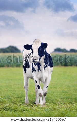 Cute Holstein-Frisian calf in a green Dutch meadow with a corn field on the background.