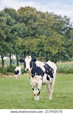 Holstein-Frisian cattle in a green Dutch meadow with a row of trees