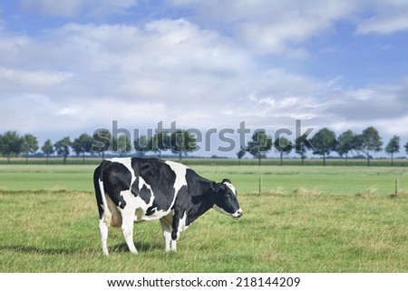 Grazing Holstein-Frisian cow stands in a green meadow with blue sky and clouds.
