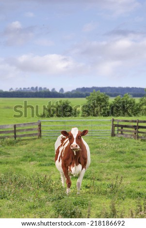 Red Frisian-Holstein cow grazing in a green fenced meadow.