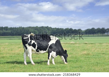 Grazing Holstein-Frisian cow in a green meadow, row of trees, blue sky and clouds.
