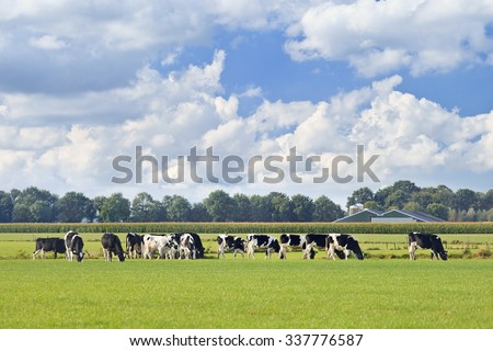 Holstein-Friesian cattle in a green meadow, cornfield and farm on background, blue sky and dramatic cloud, The Netherlands.