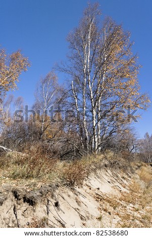 Sandy ditch with birch trees and red leaves, Inner Mongolia, China