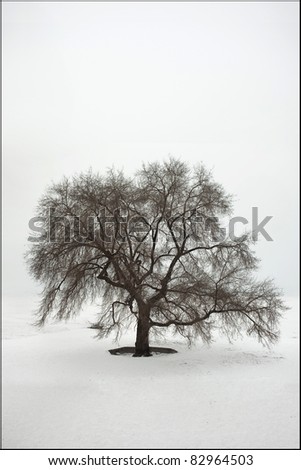 Beautiful branched tree alone in a white world