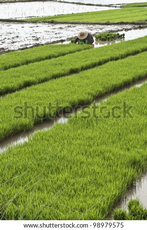 HAINAN-CHINA, JAN 16, 2008. Worker in a flooded rice field on January 18, 2008 in Hainan. China is the largest producer of rice of the world. China accounts for 26% of all world rice production.