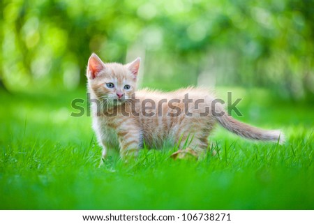 little kitten in the garden