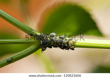 animal insect aphid