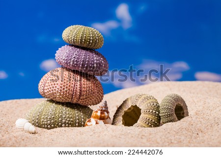 Sea Hedgehog shells isolated on  sand and blue sky Background