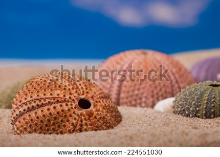 Sea Hedgehog shells  on  sand and blue sky Background