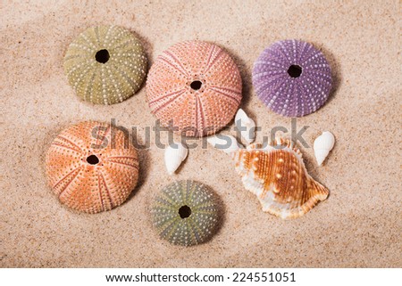 Sea Hedgehog shells on  sand