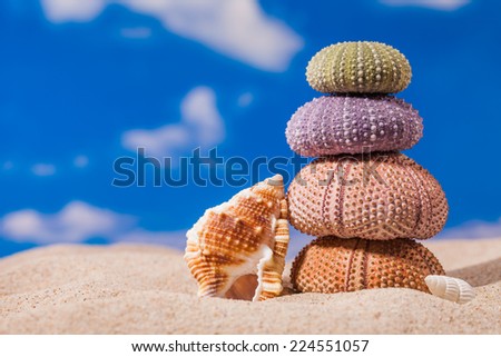 Sea Hedgehog shells on  sand and blue sky Background
