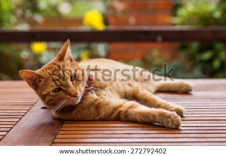young cat resting on table in the garden