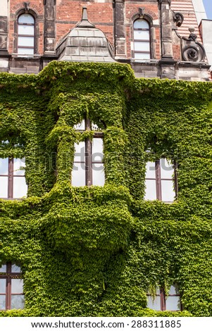 Wall of a  Wroclaw museum building  covered with ivy