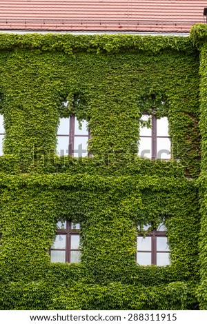 Wall of a  Wroclaw museum building  covered with ivy