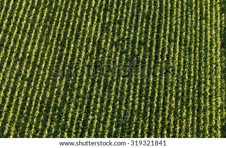 aerial view of harvest  corn field in Poland