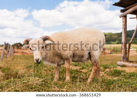 the goat with bunch of green lush grass on the summer meadow in Poland