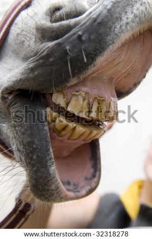 Bad teeth of a horse