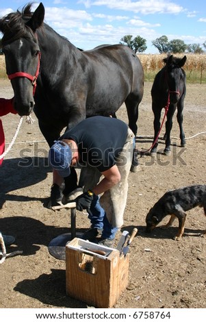 A farrier works on the hoof of a percheron draft horse.