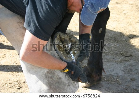 A farrier works on the hoof of a percheron draft horse.
