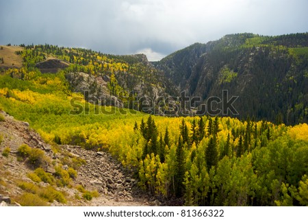 Foliage Near the Colorado and New Mexico Border