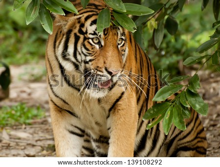 close up of a tiger\'s face of Bengal Tiger