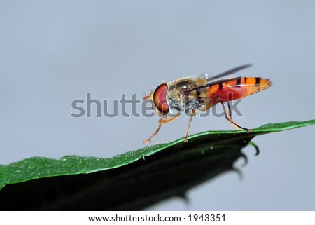 Hover fly on leaf
