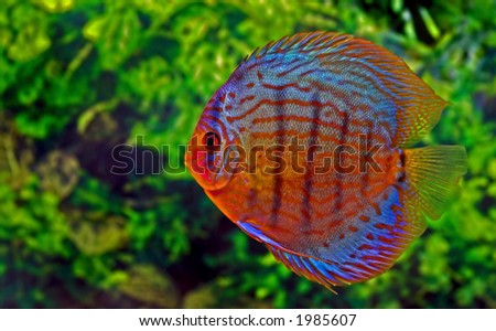 Beautiful colorful dicsus fish in a fish tank